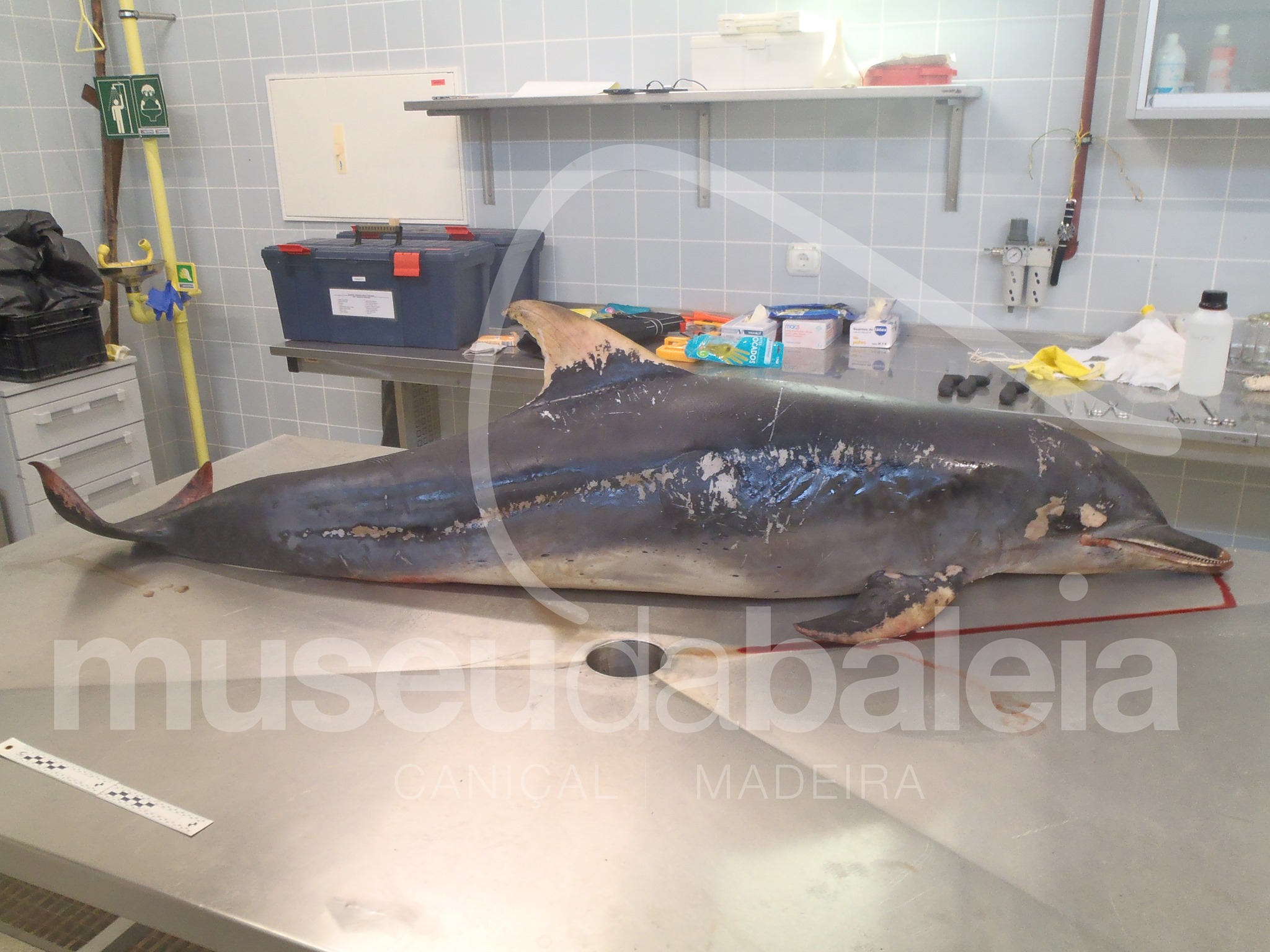 Golfinho arrojado 24-8-2020