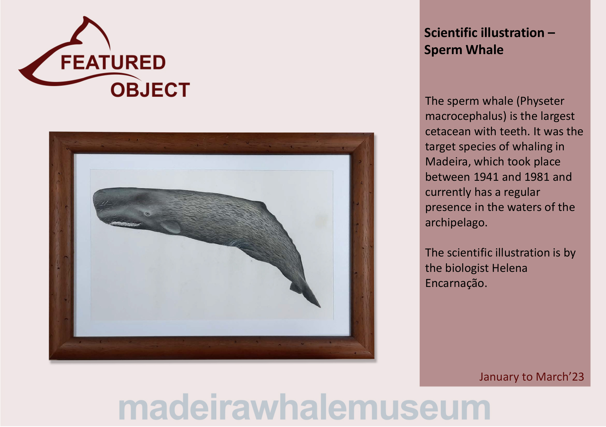 Peca em destaque - 1 trimestre 2023-Ingl