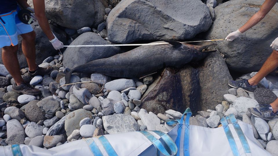 12109194 846135595485008 6612224957170564940 n