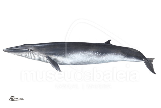 Baleia-tropical ou Baleia-de-bryde