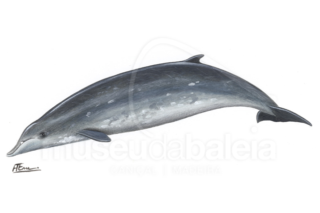 Baleia-de-bico-de-garrafa ou Baleia-de-bico-de-sowerby