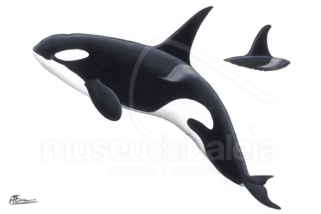 Orca