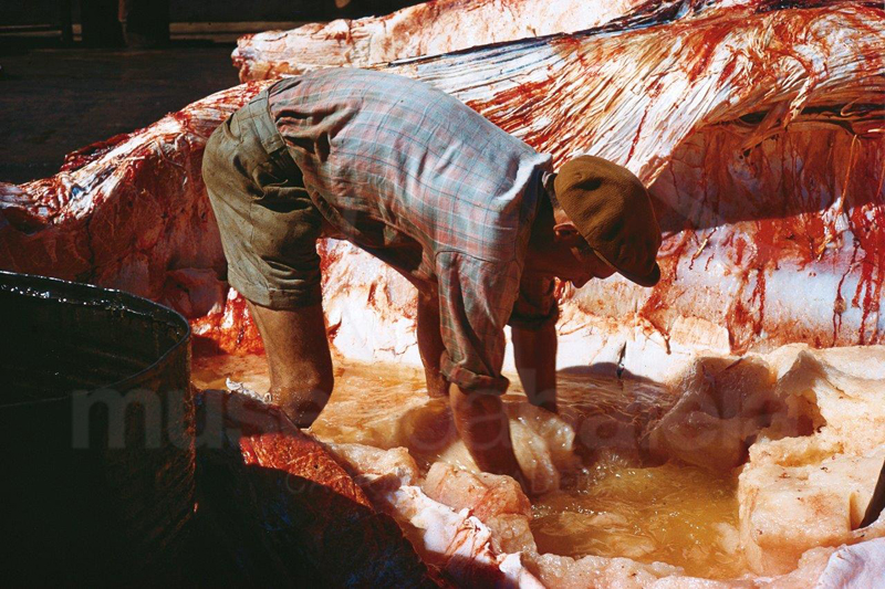 Remoção de espermacete no estado líquido de dentro da cabeça de um cachalote. Imagem gentilmente cedida por Jacques Soulaire