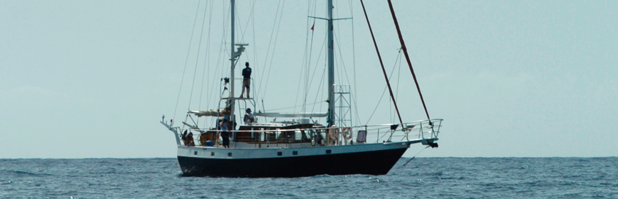 Wissenschaft an der Madeira Walmuseum