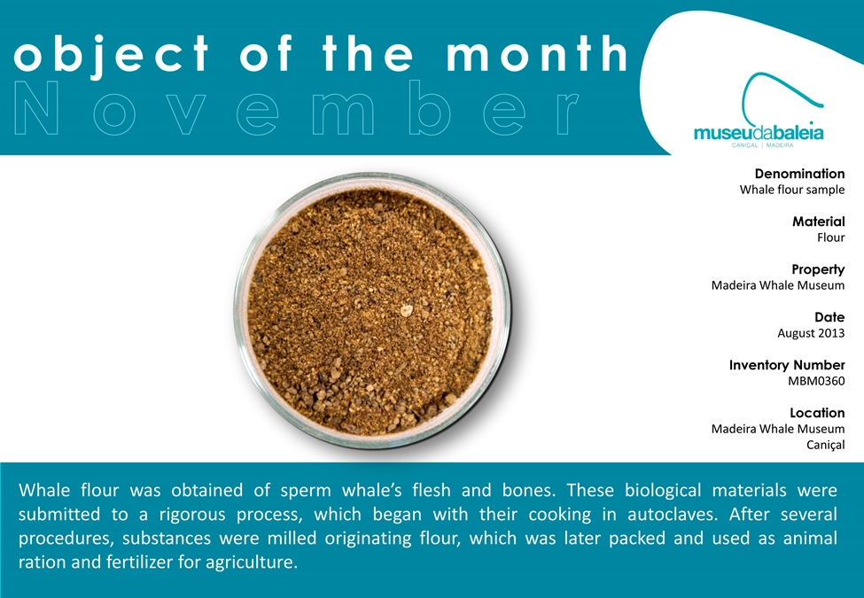 pecadomesnovembro2016eng